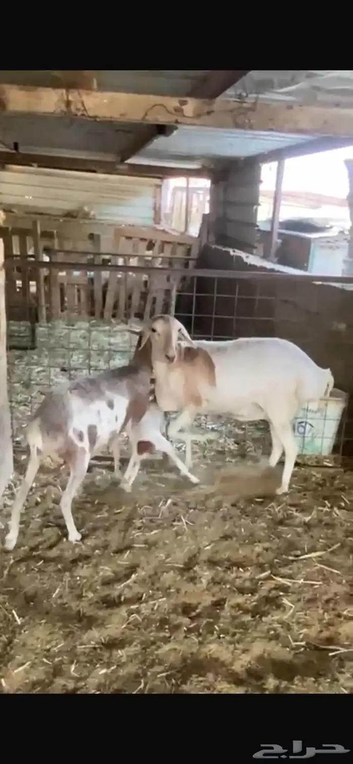 شياة برابر طيبة 1