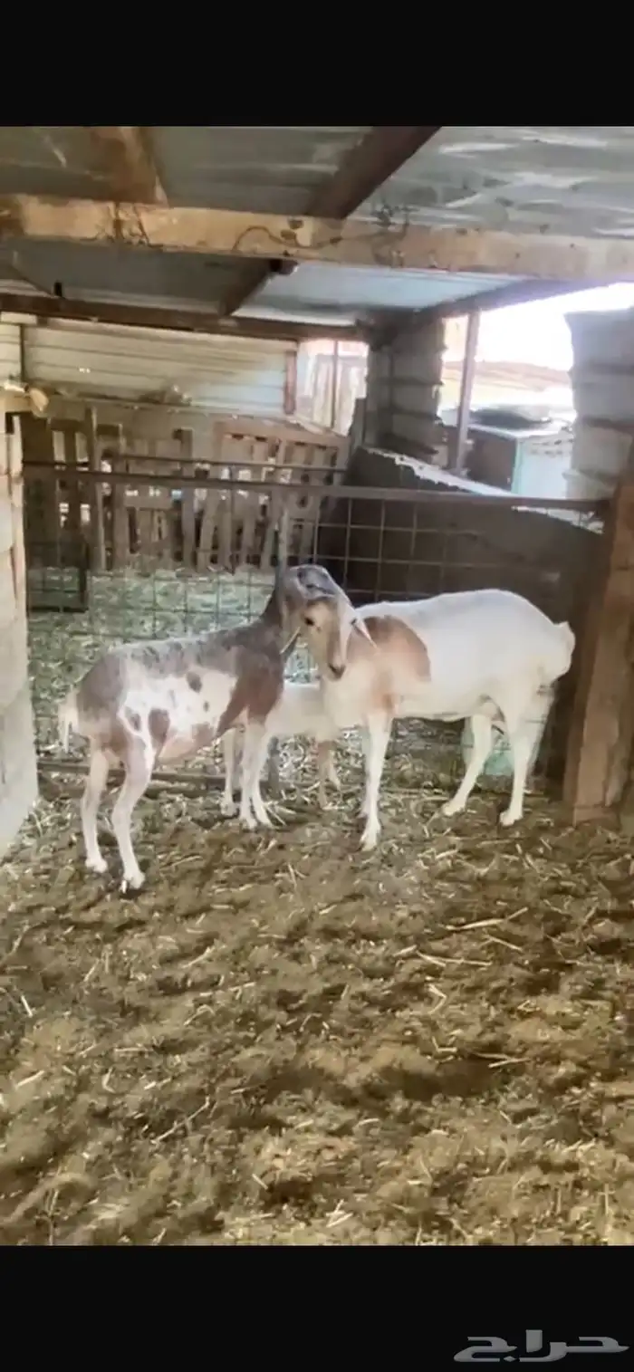 شياة برابر طيبة 0