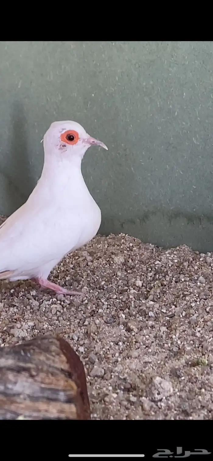 للبيع جواز يمام سن وايت منتج من النوادر 3