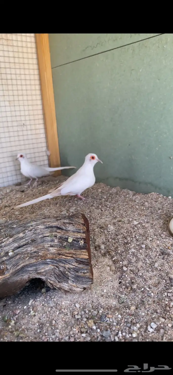 للبيع جواز يمام سن وايت منتج من النوادر 0