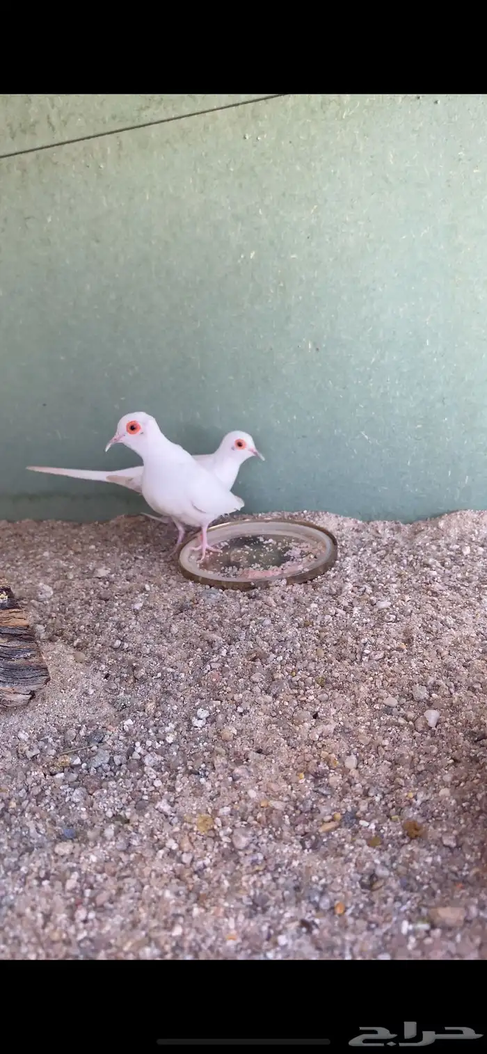 للبيع جواز يمام سن وايت منتج من النوادر 1