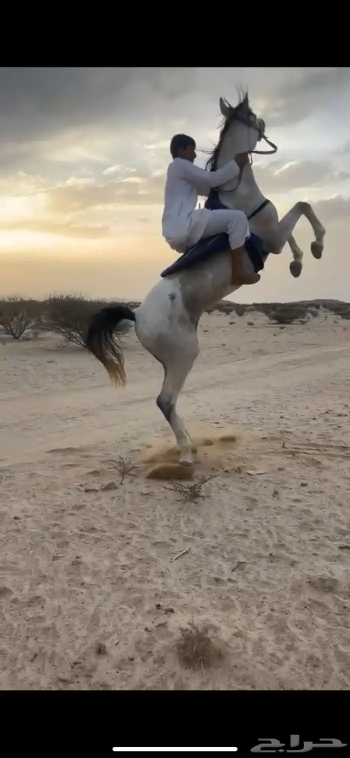 حصان كفو للبيع وسبوق سليم على شرط الحد 3000لايجي الا صامل 0