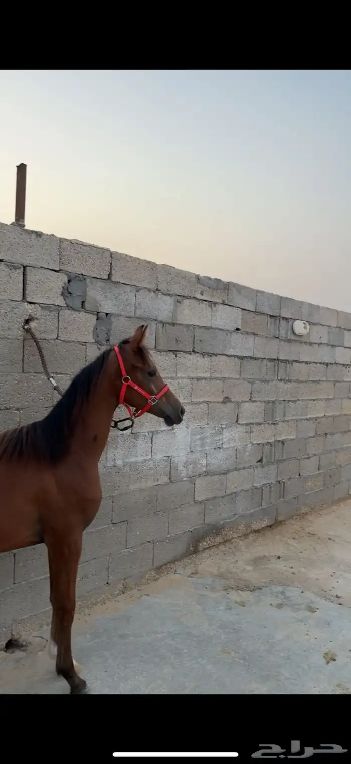 مهره واهو 0