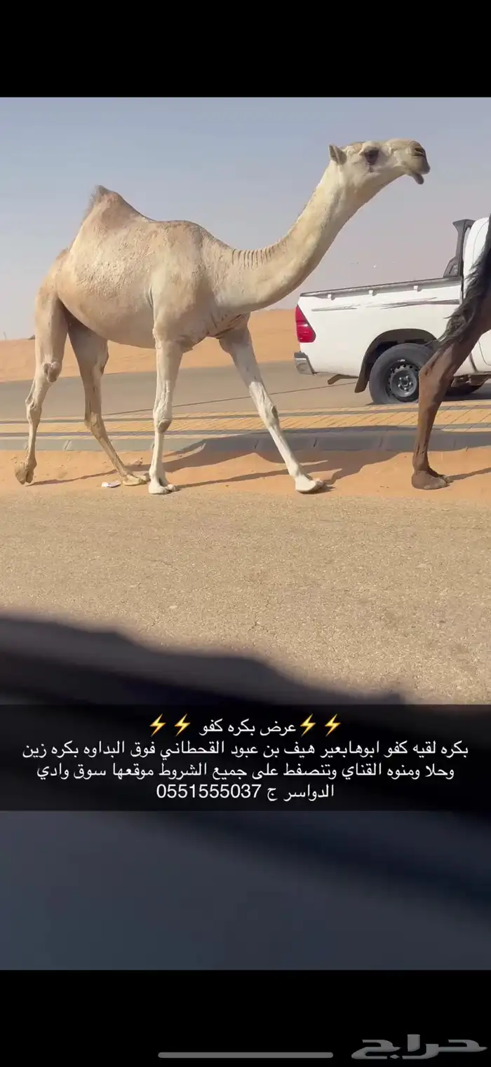 بكره كفو 0