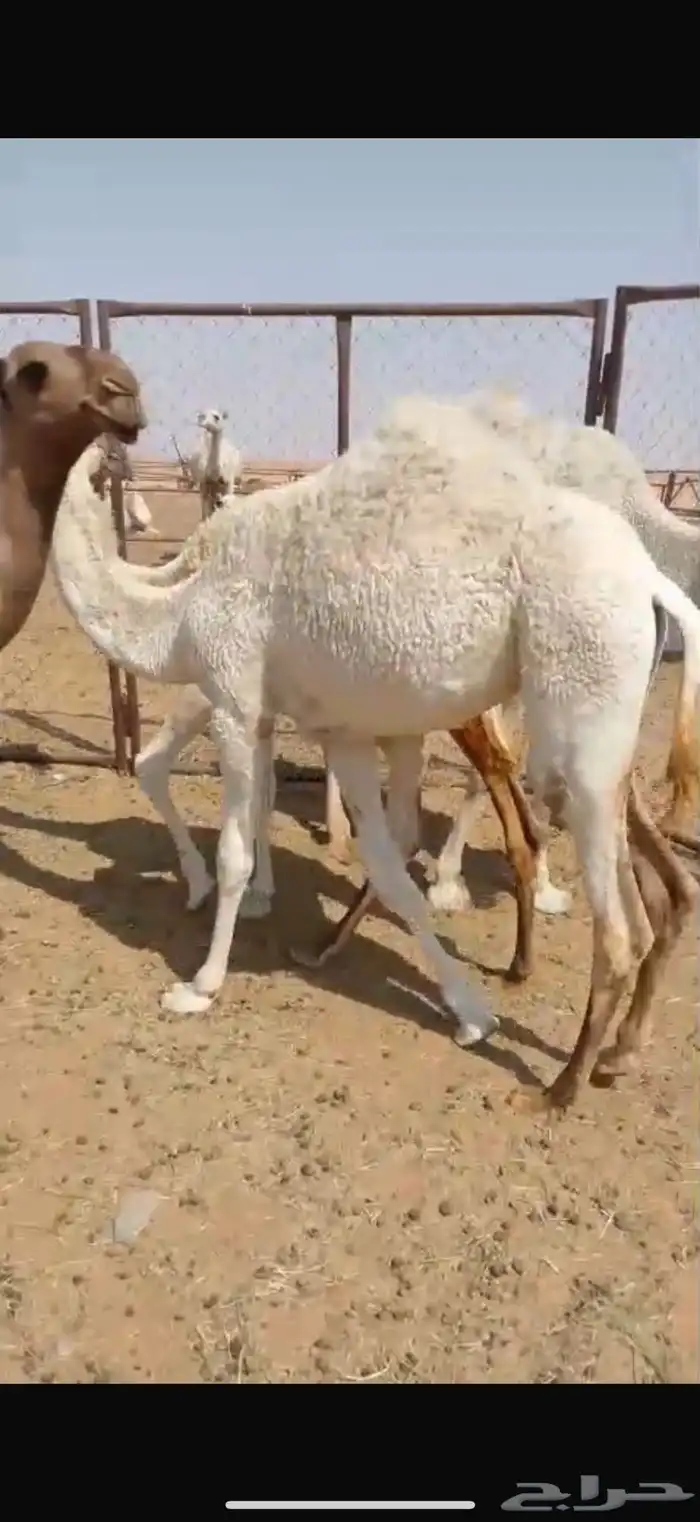 بكرة للبيع 0