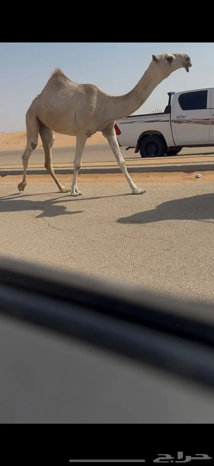 بكره كفو 2