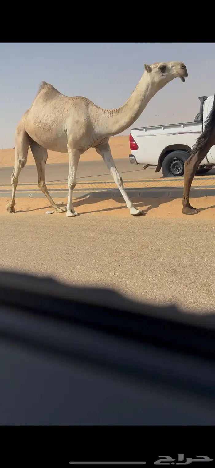 بكره كفو 3