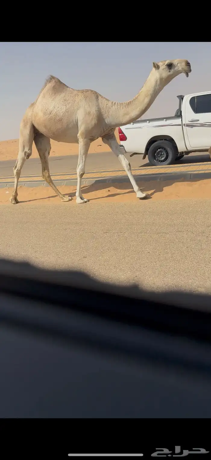 بكره كفو 1
