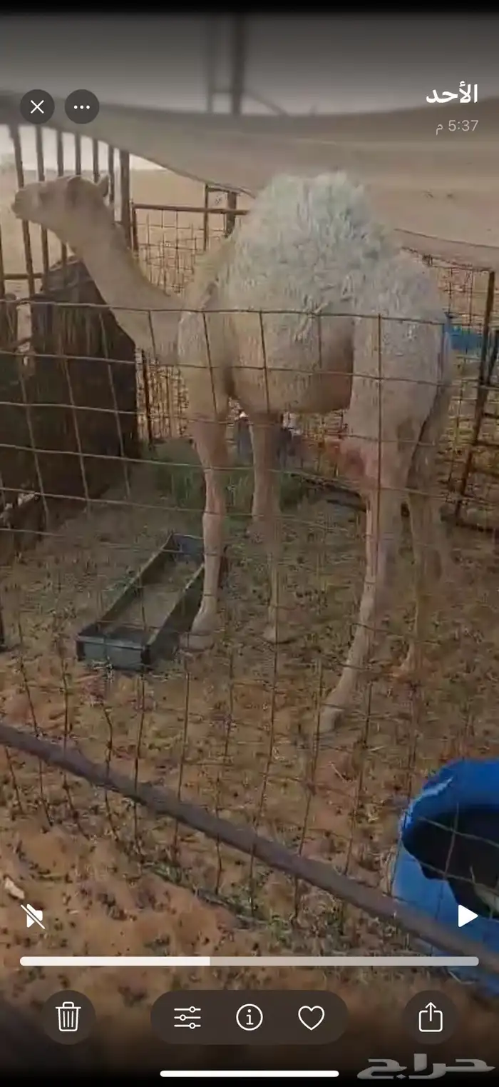 قعود فل شحم لباني 0