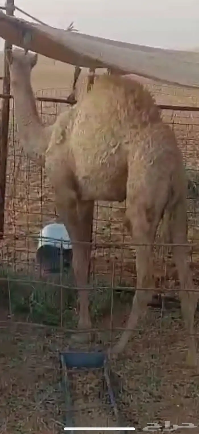 قعود فل شحم لباني 1