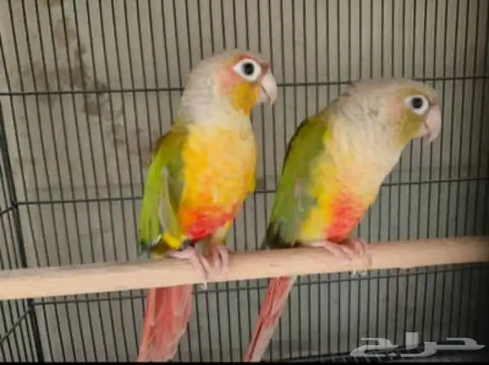 طيور الكنيور 1