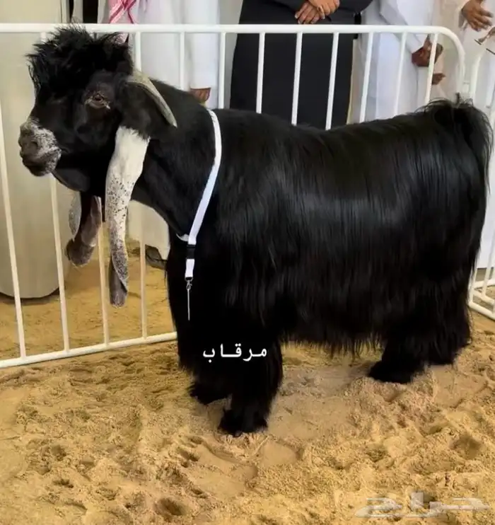 جذع كفوو معرف صنف 3