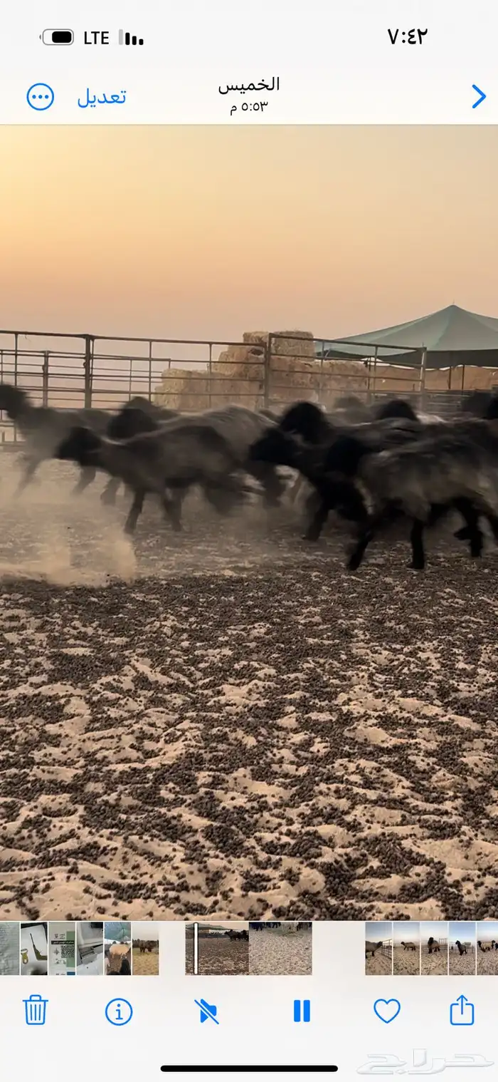 شرق النعيريه التواصل واتساب 1