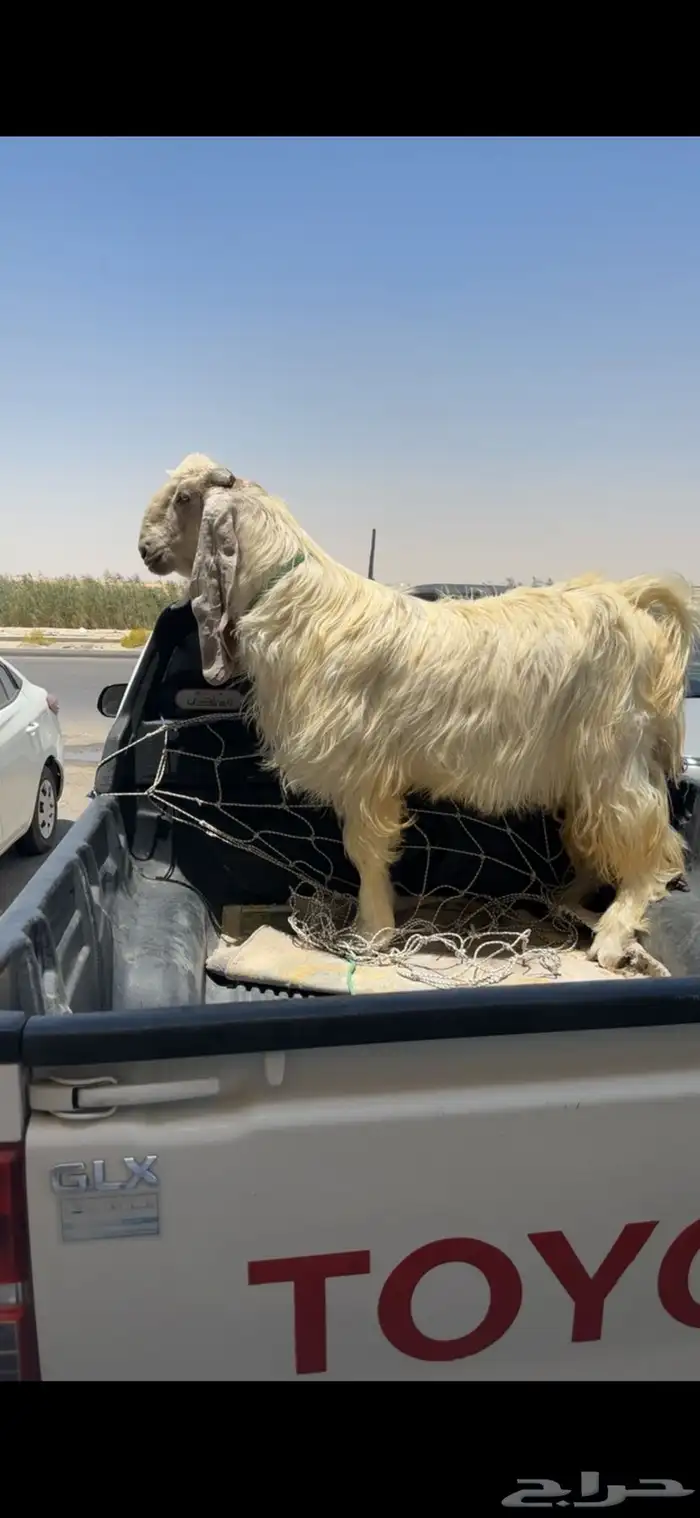 فحل مشروك 1