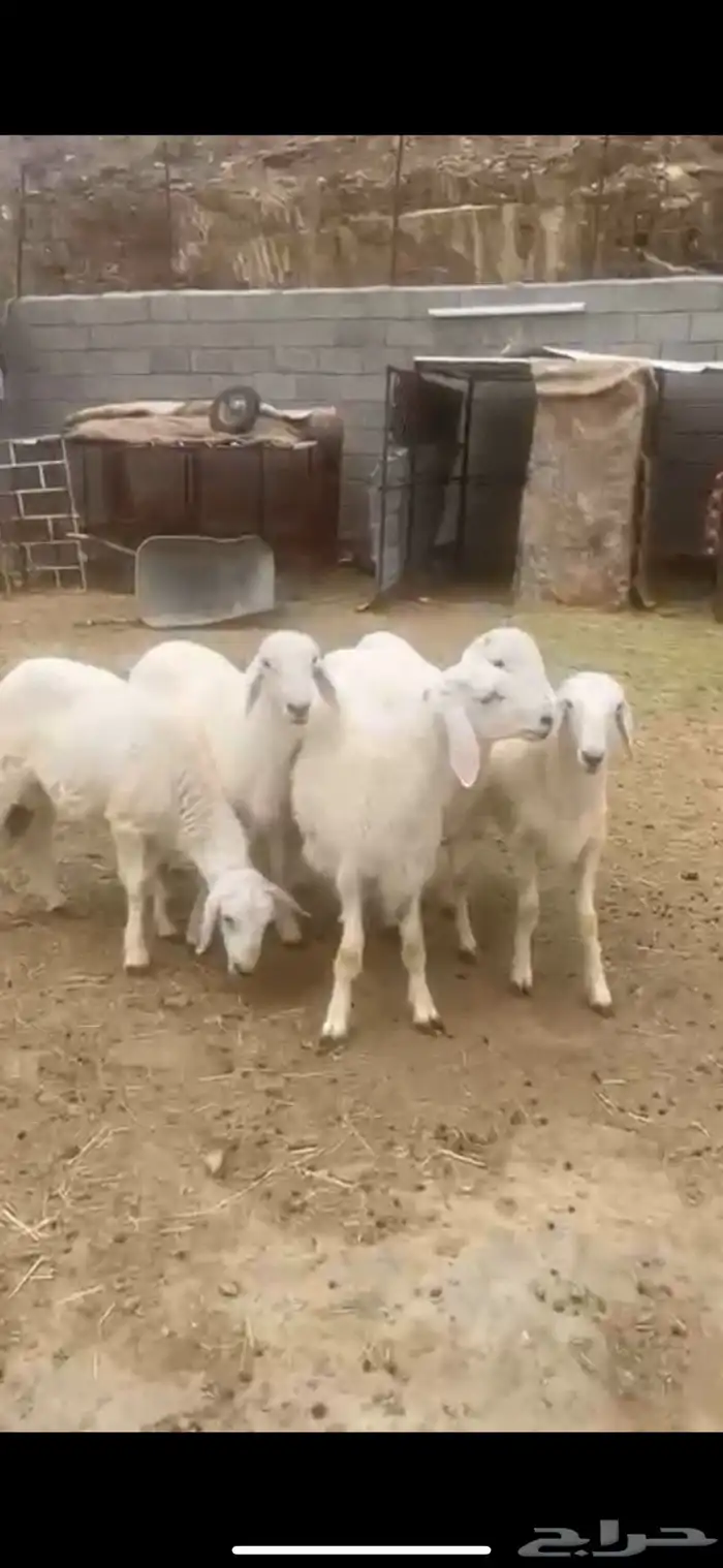خرفان 0