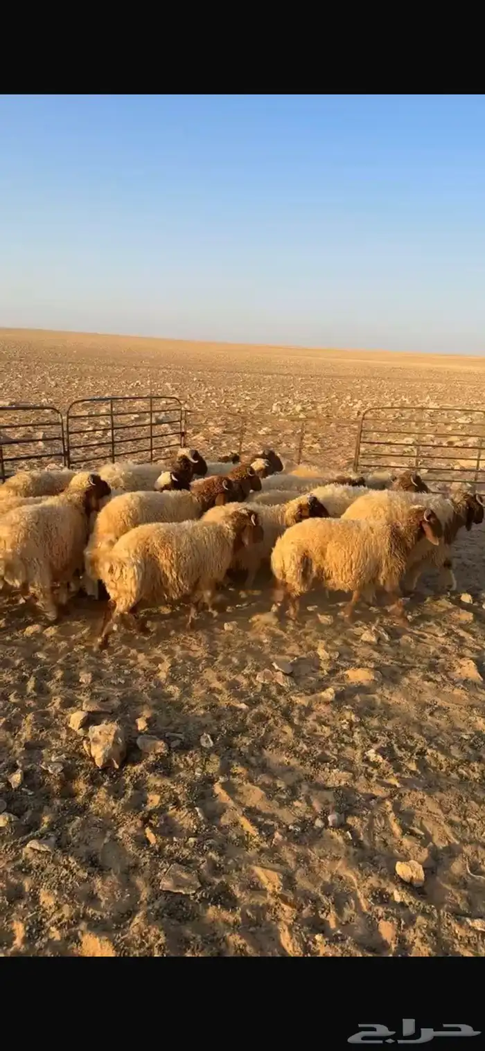 خرفان للبيع 0