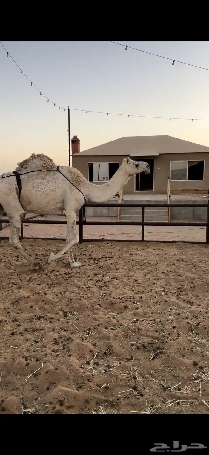 خفوت شقحى تو معزول ولدها طيبه 0