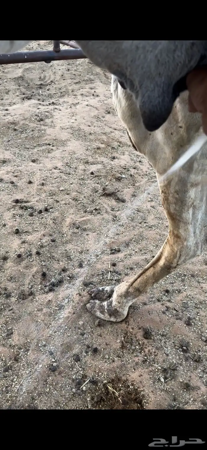 خفوت شقحى تو معزول ولدها طيبه 4