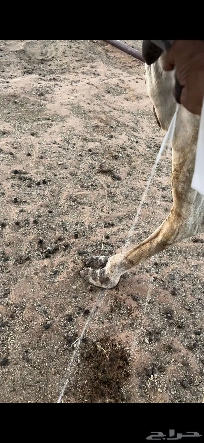 خفوت شقحى تو معزول ولدها طيبه 5