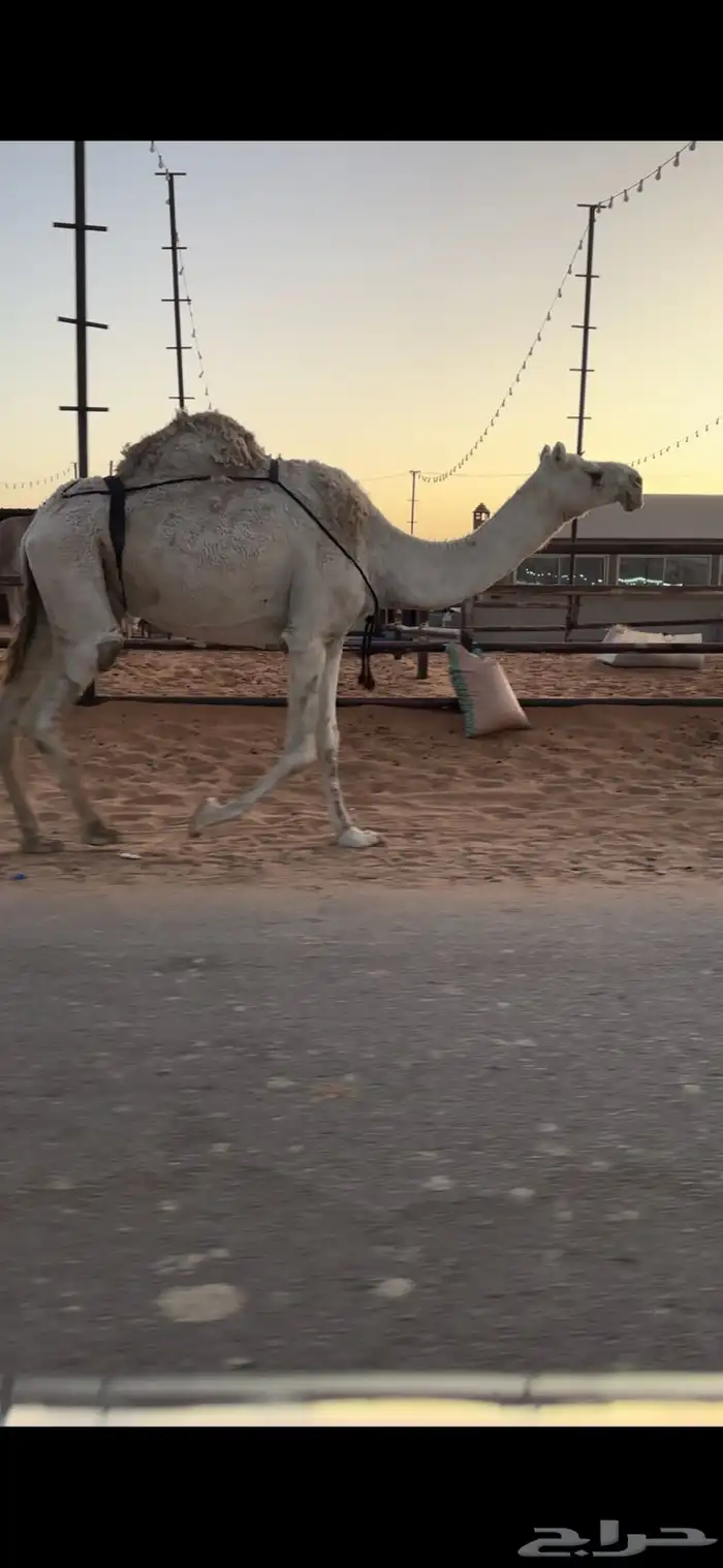 خفوت شقحى تو معزول ولدها طيبه 2