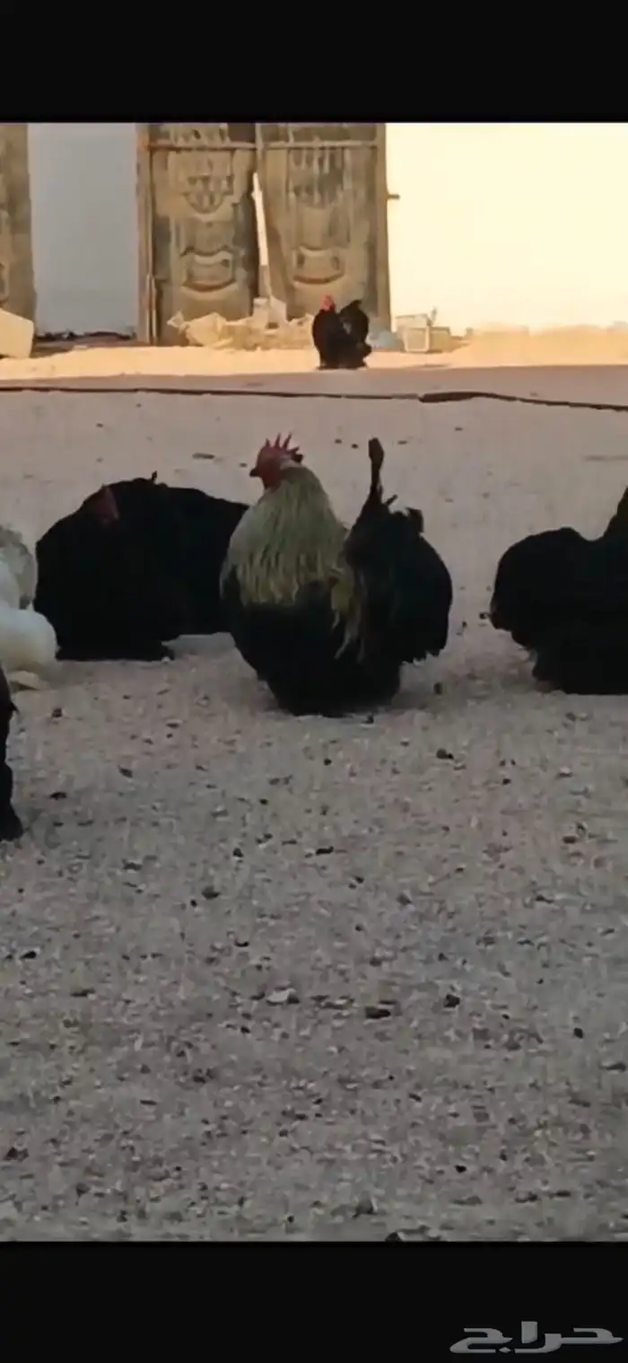 دجاج كوشن امريكي شرط 0