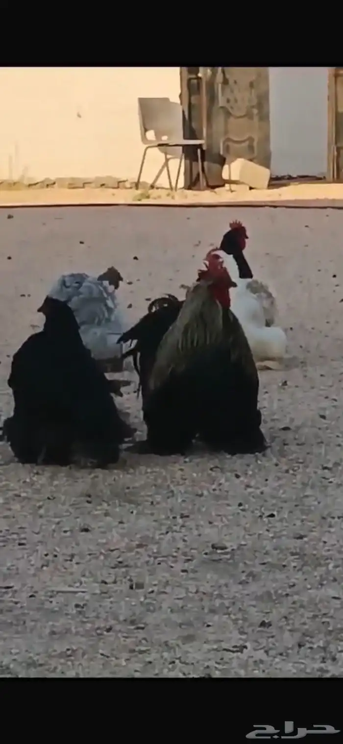 دجاج كوشن امريكي شرط 1