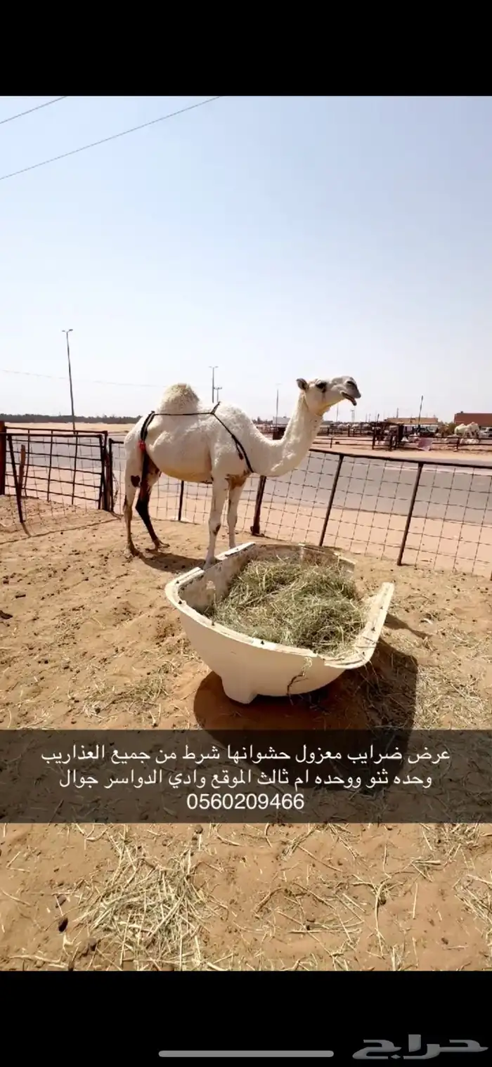 ضرايب طيبه 2