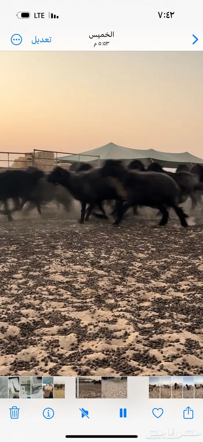 شرق النعيريه التواصل واتساب 0