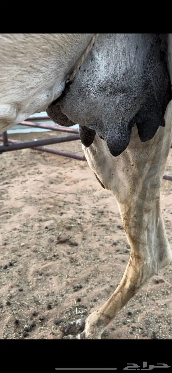 خفوت شقحى تو معزول ولدها طيبه 6