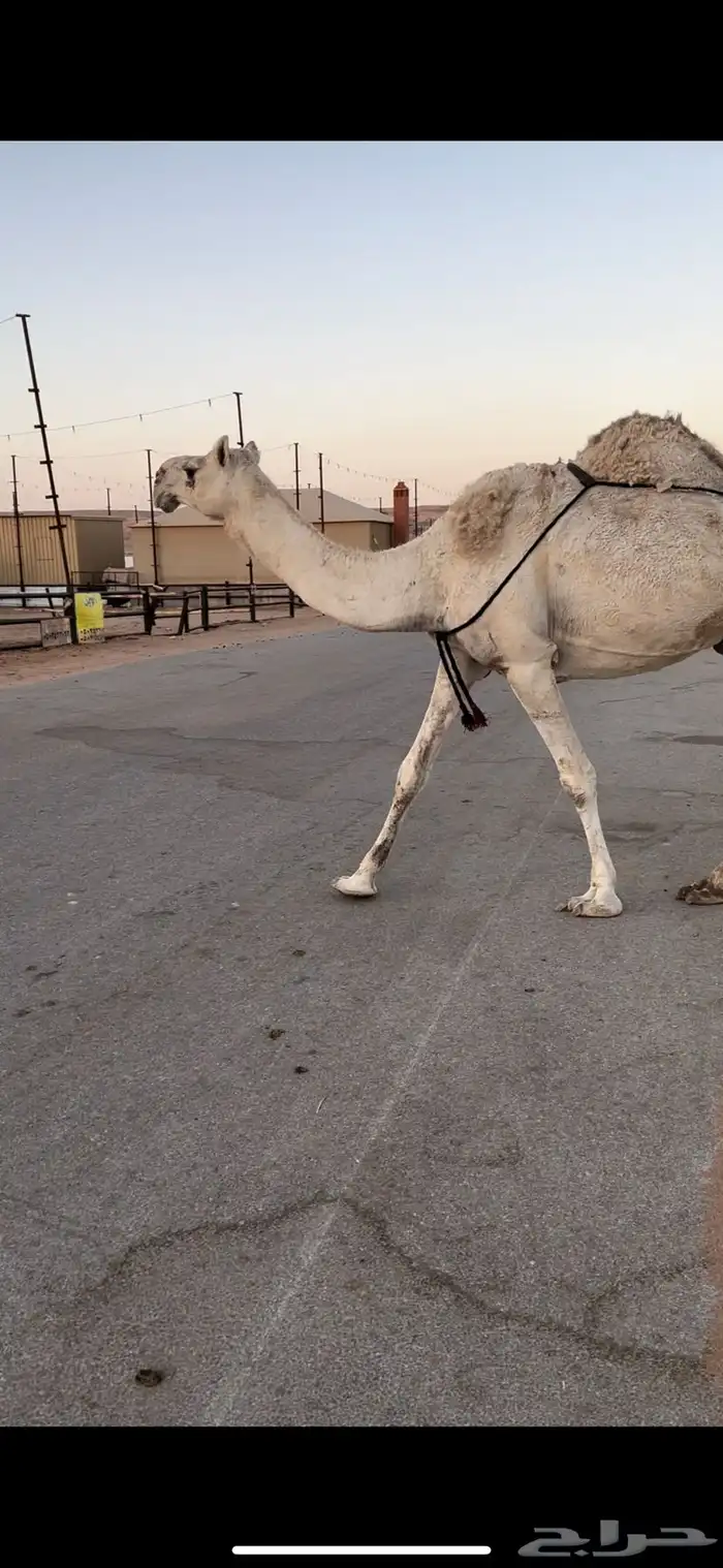 خفوت شقحى تو معزول ولدها طيبه 1