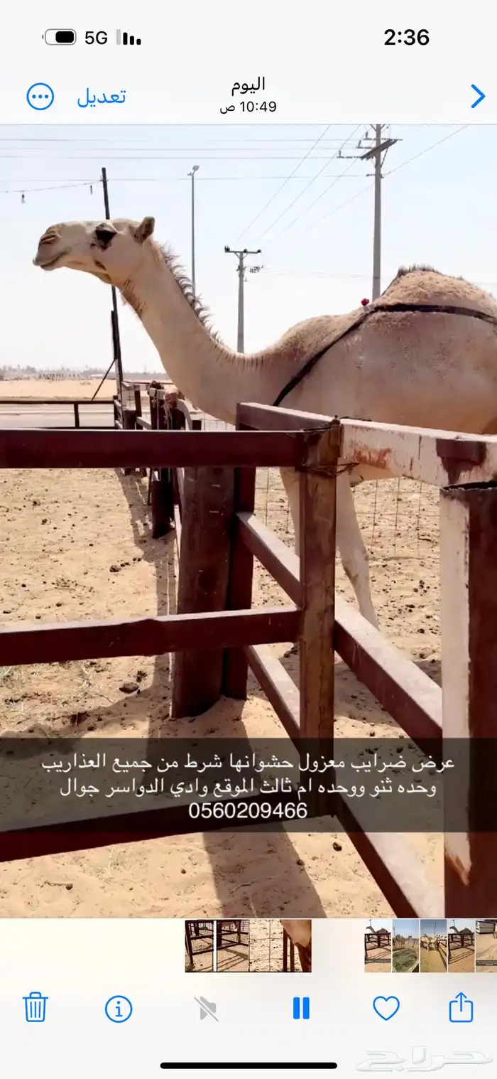 ضرايب طيبه 0