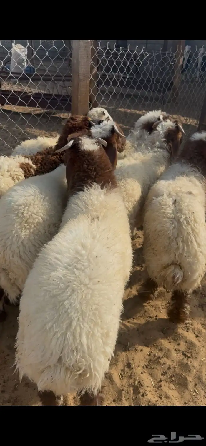 هرافي نعيم بلدي بري 0