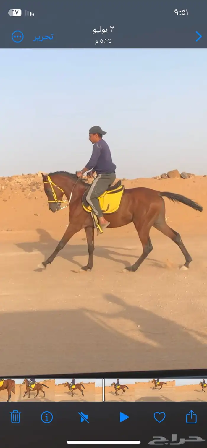 حصان حار وطرب 0