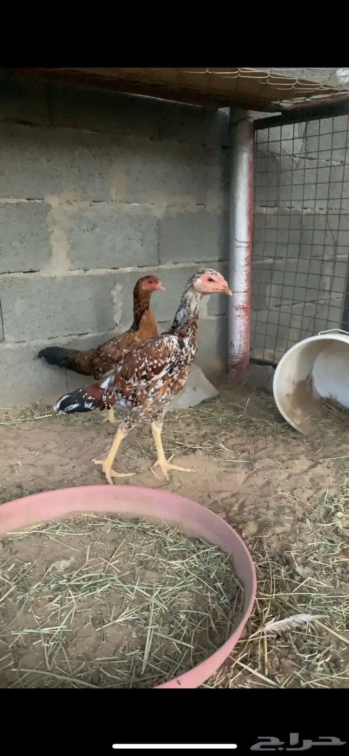 اربع دجاج وديكين باكستاني 0