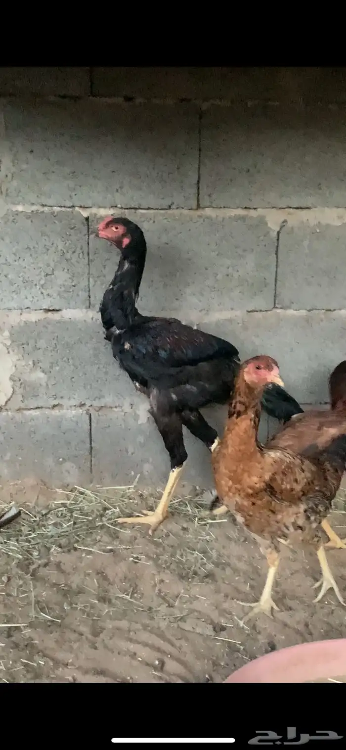 اربع دجاج وديكين باكستاني 2