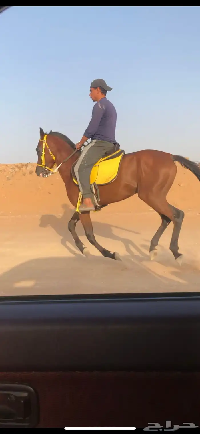 حصان حار وطرب 1