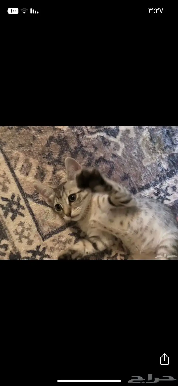 قطط 1