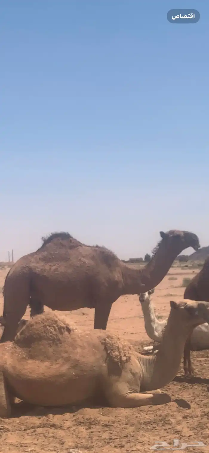 بكره صفره حقه 0