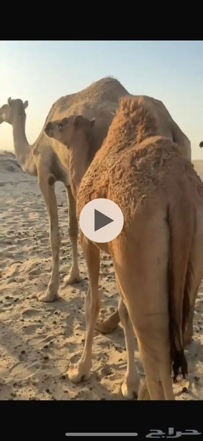 قعود للبيع شرق كبري صلاصل وغرب الدمام 0