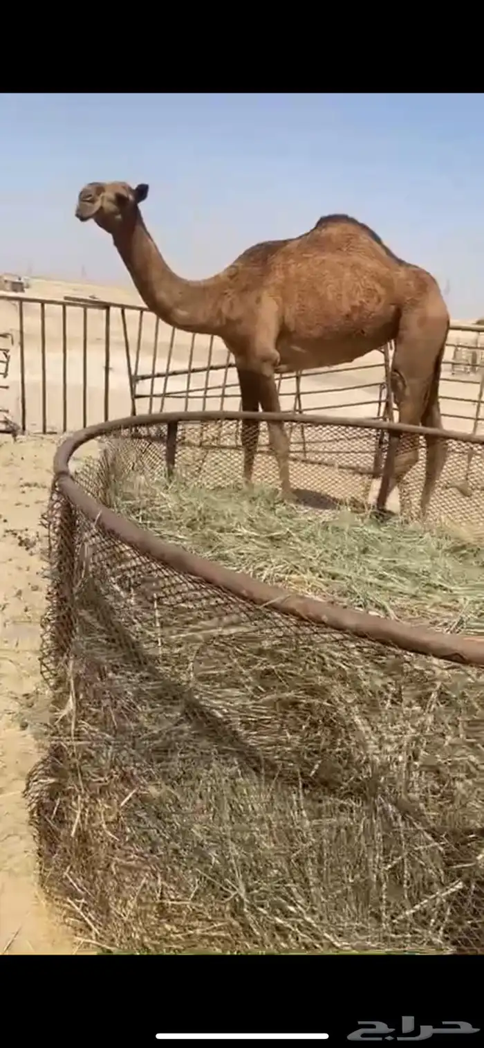 بكره شعلا لقيه 2