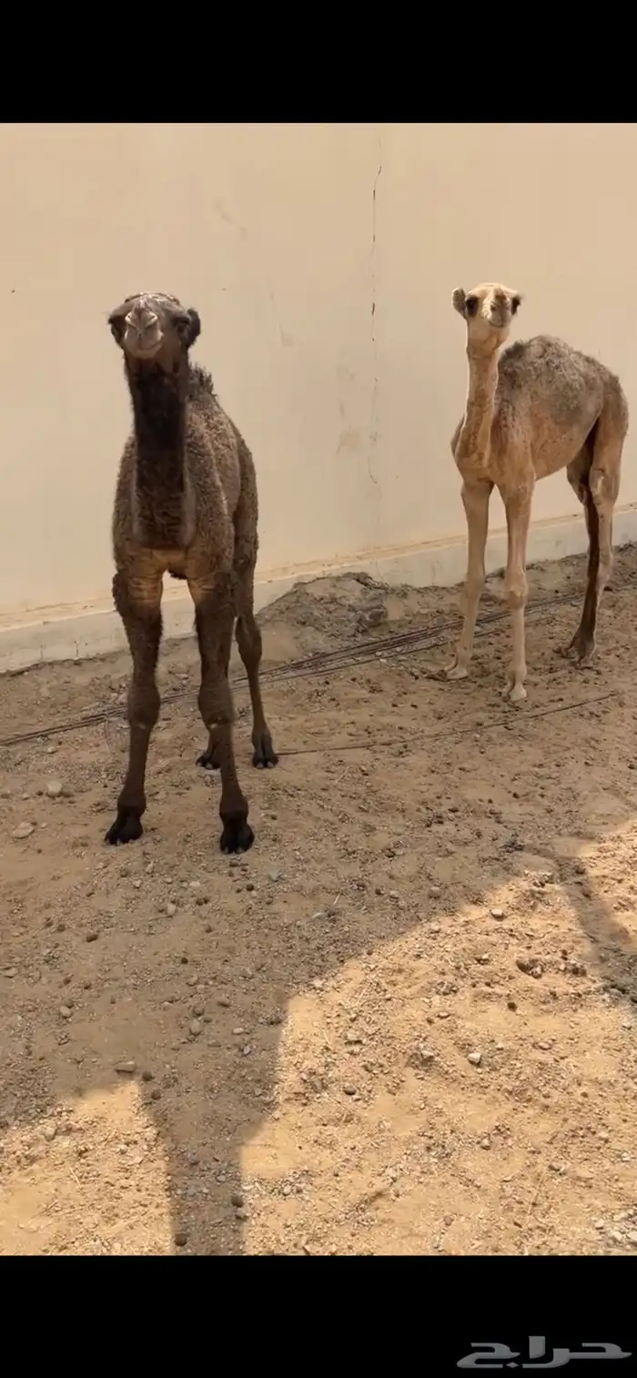 قعدان تربيه 0