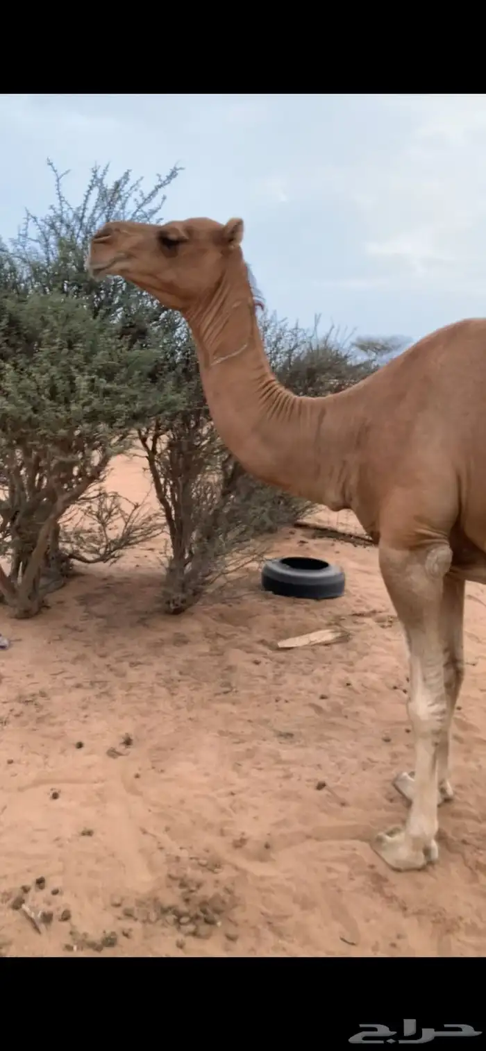 ناقه خلفه 2