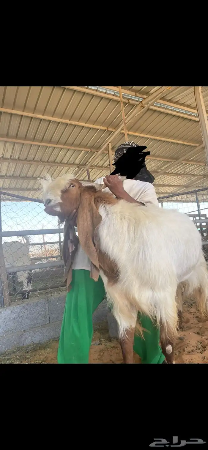 تيس فحل فاخر 1