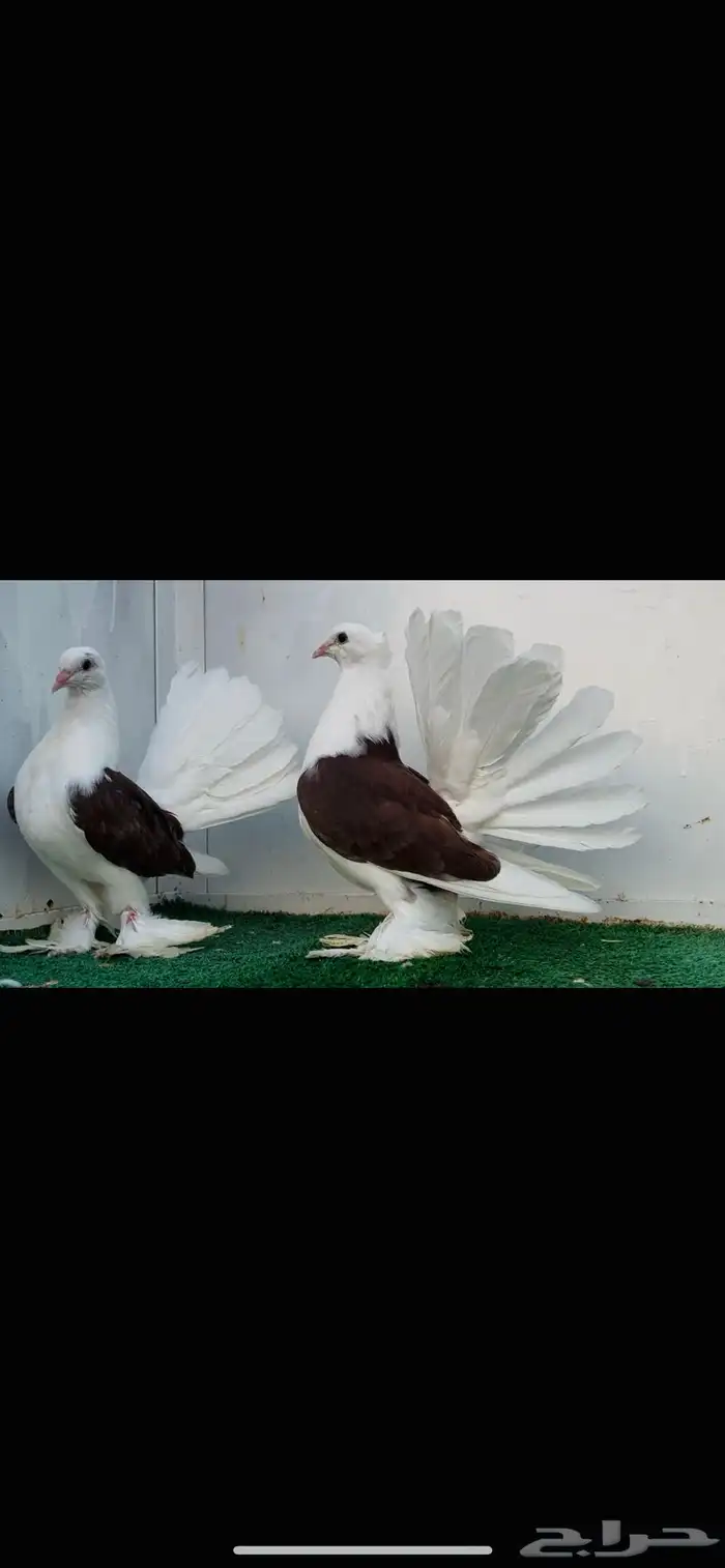 زوج رقاص أمريكي مكتف 3