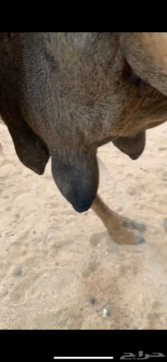 ناقه خلفه 0