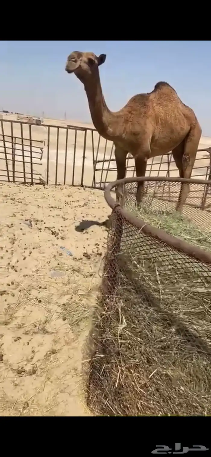 بكره شعلا لقيه 0
