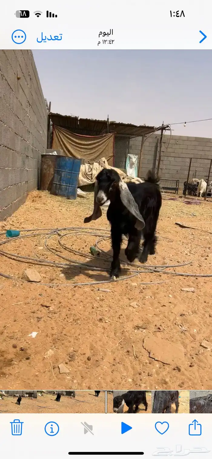 جفره عارضيه 0
