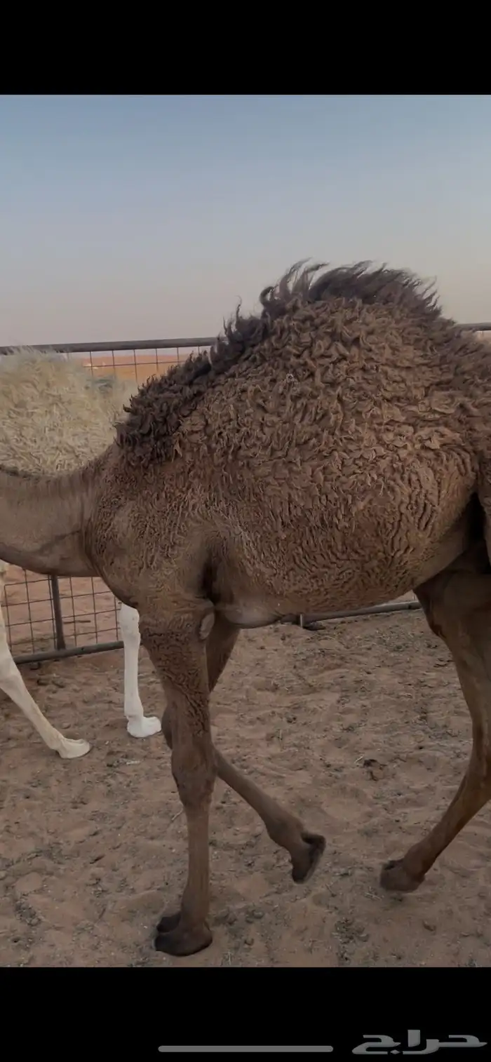 قعدان قصب شحم 0