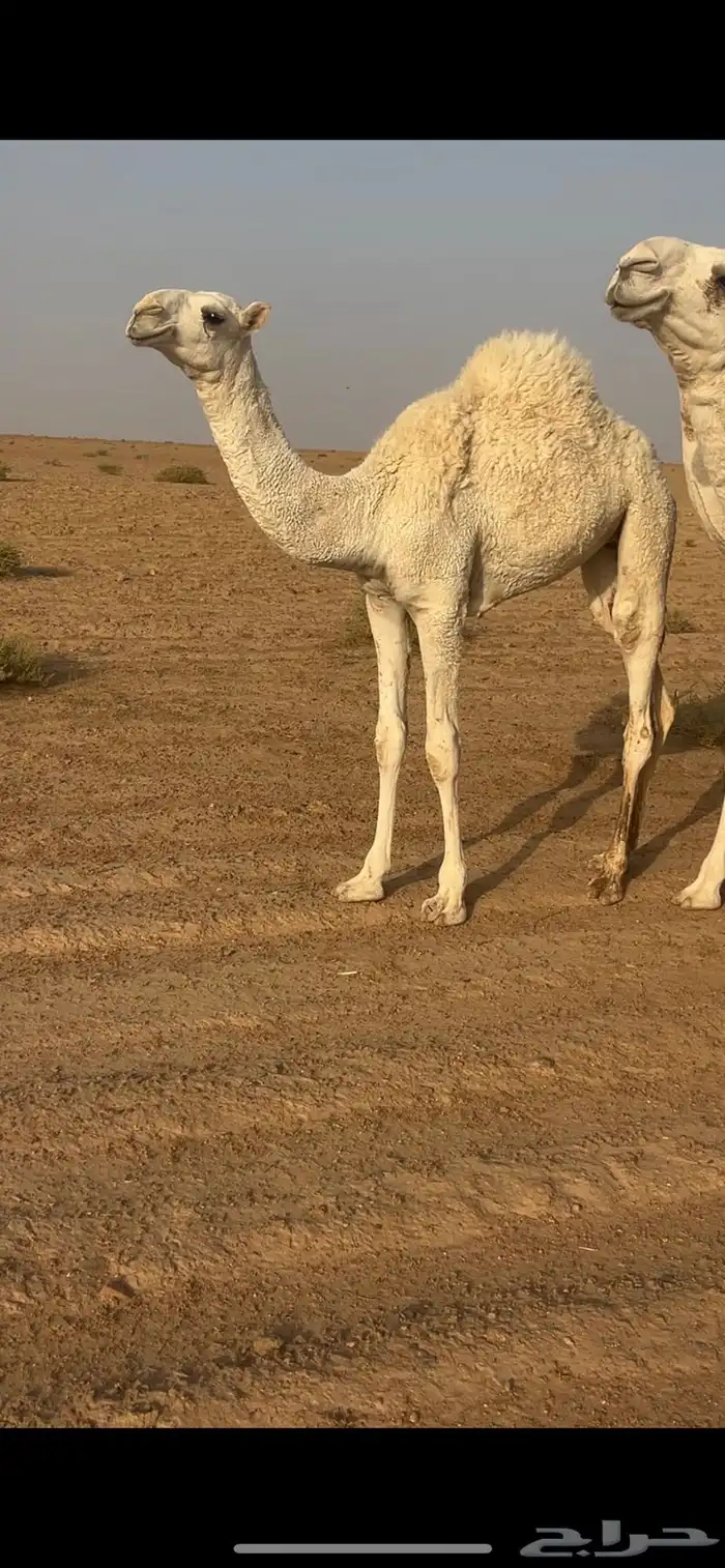 حاشي بكره للبيع 0