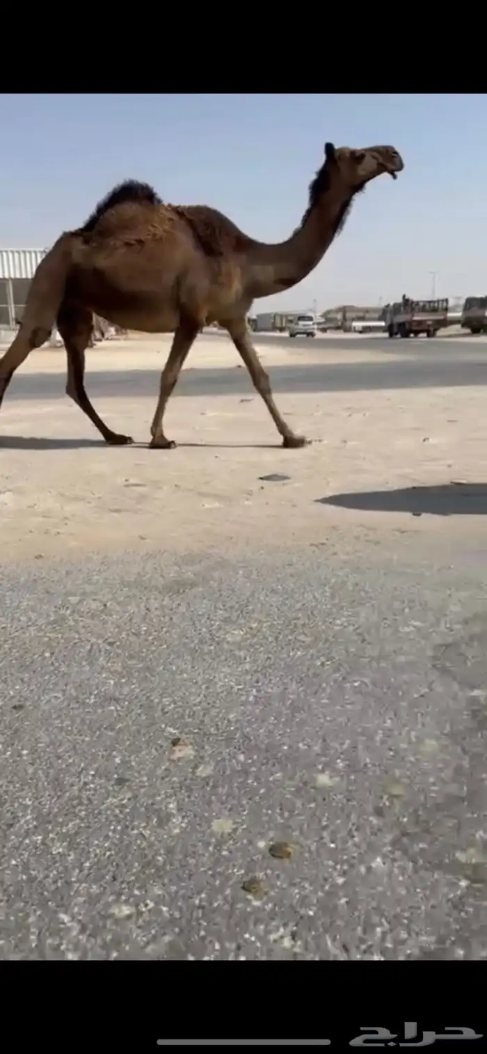 مجهم لقحه متلي مقرب 0
